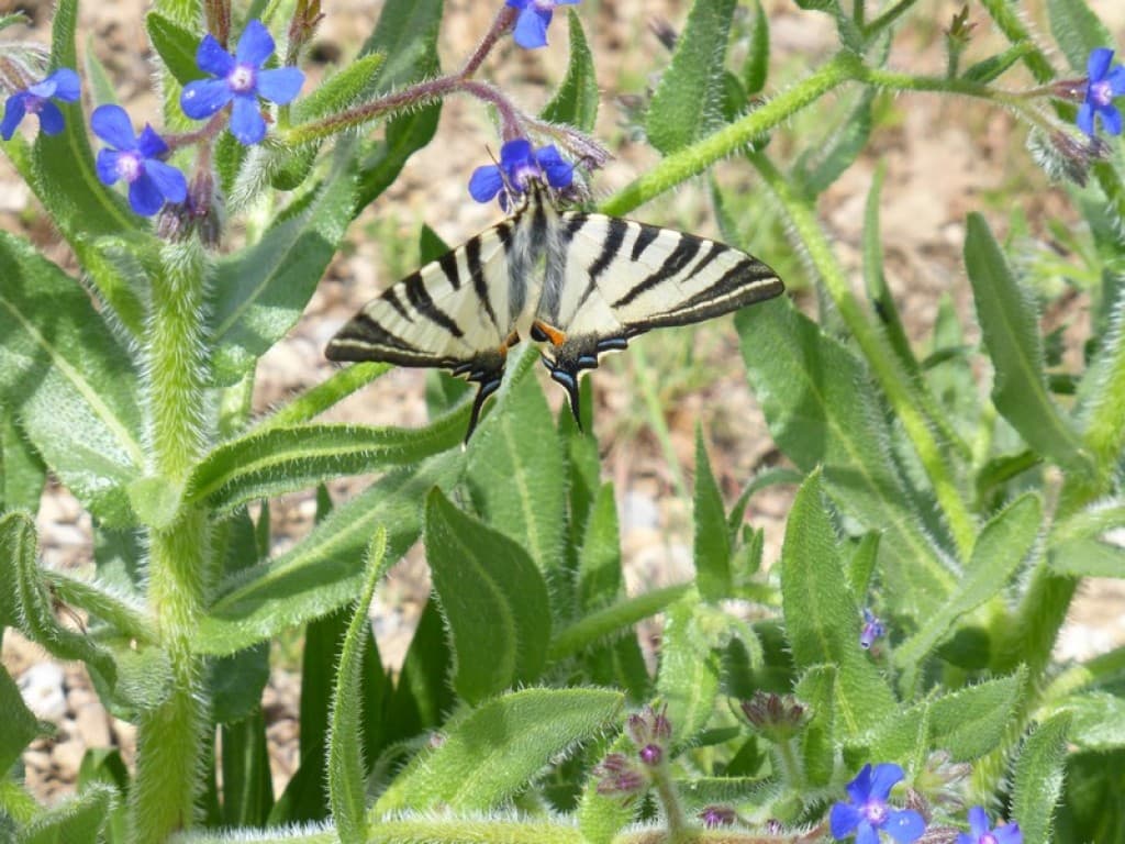 Alexanor sur vipèrine