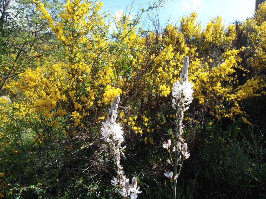 Asphodèle et Jeunet purgatif 