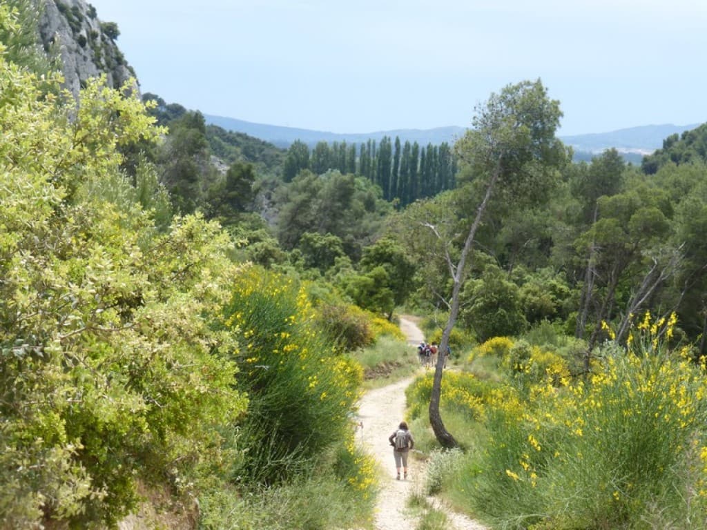 dans l'odeur puissante des genêts
