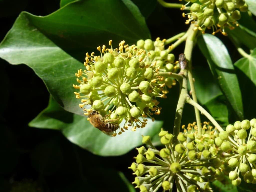 dernières fleurs pour les abeilles