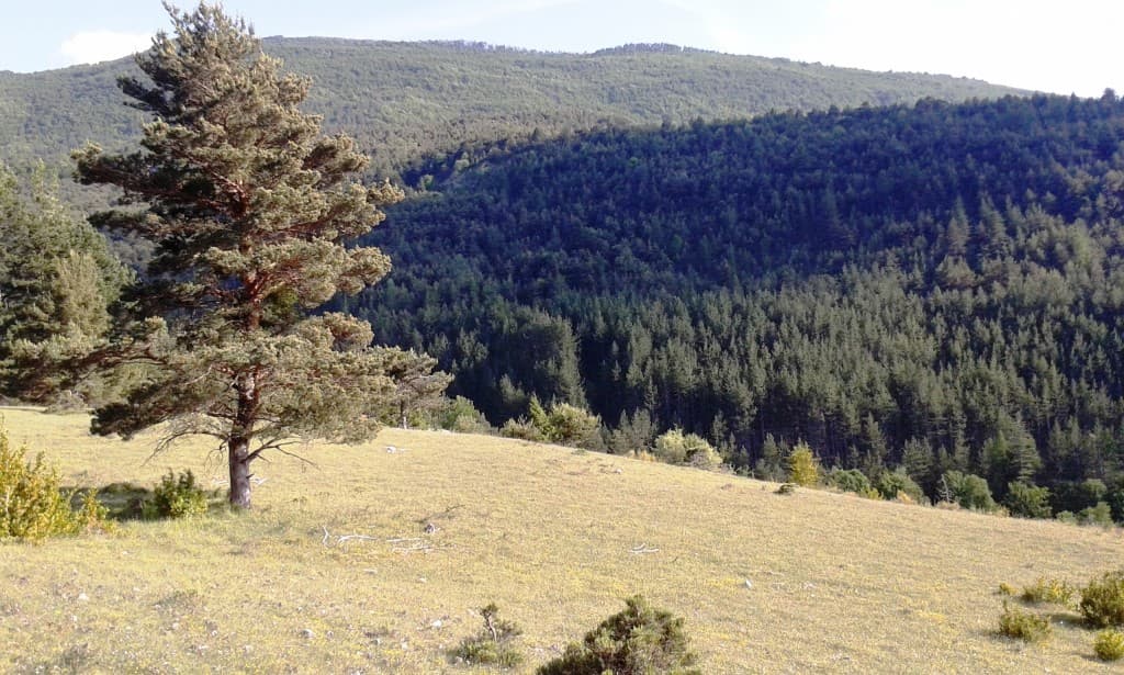 Montagne des Barronies