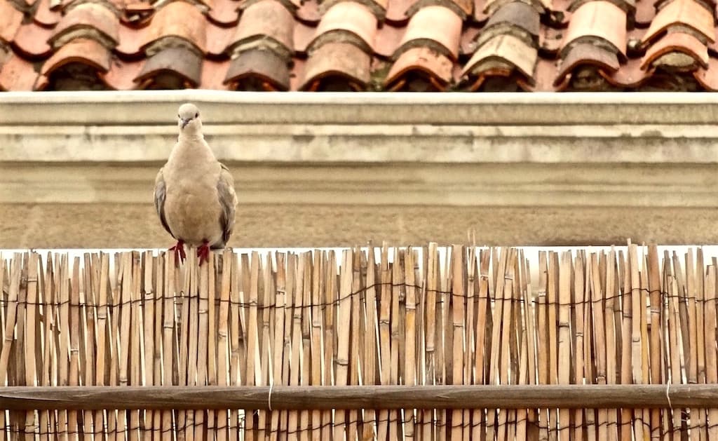 11:32 Encore elle ! (G@tto)