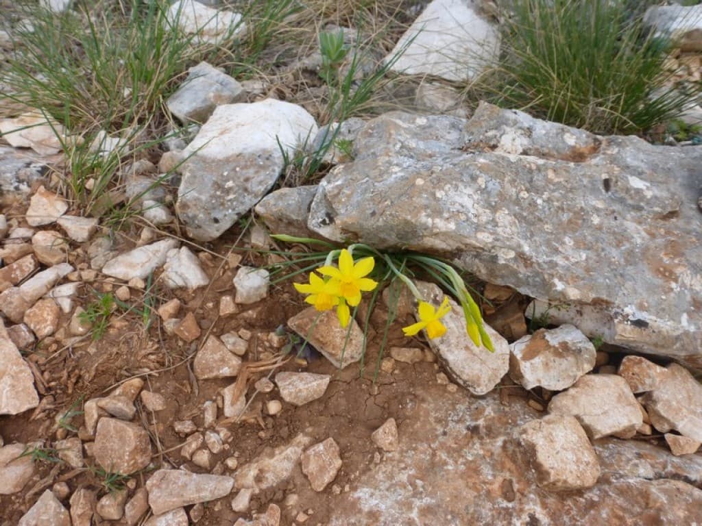 narcisses de requiem