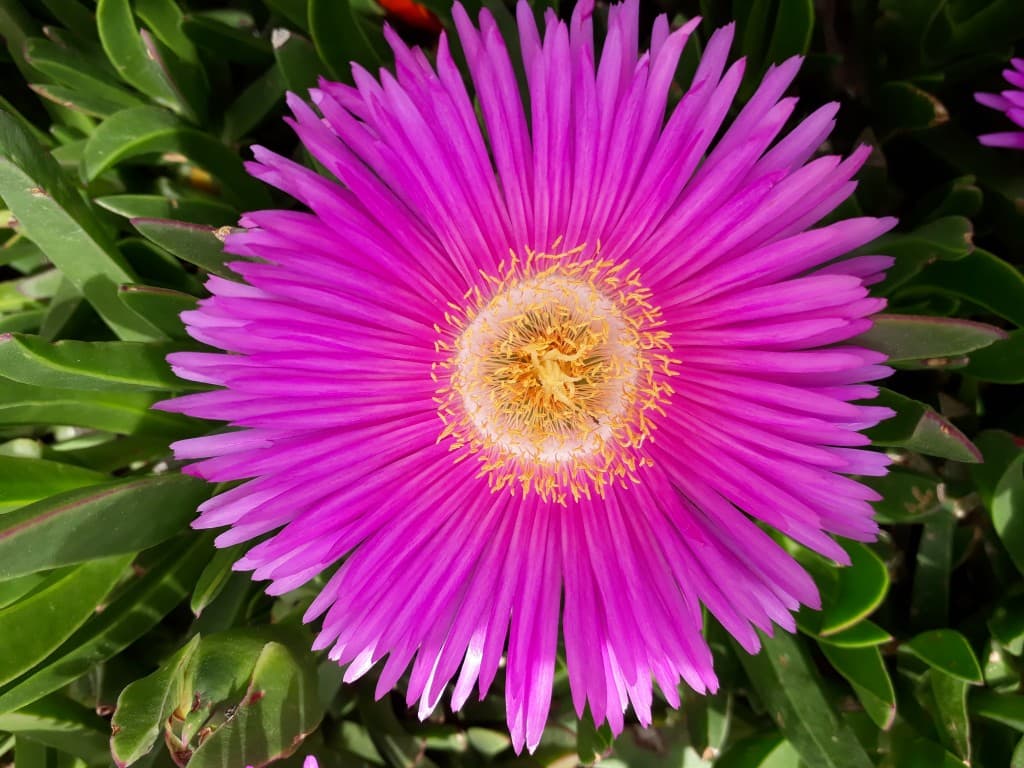 Fleur de "griffe de sorcière"