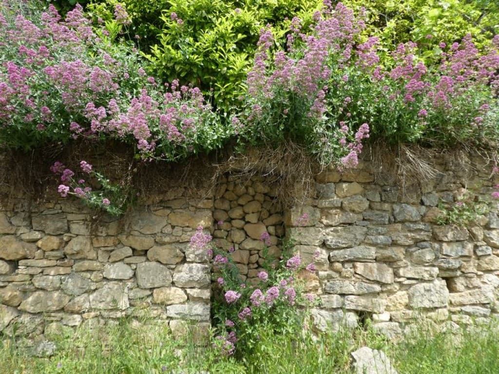 valérianes sur un vieux mur