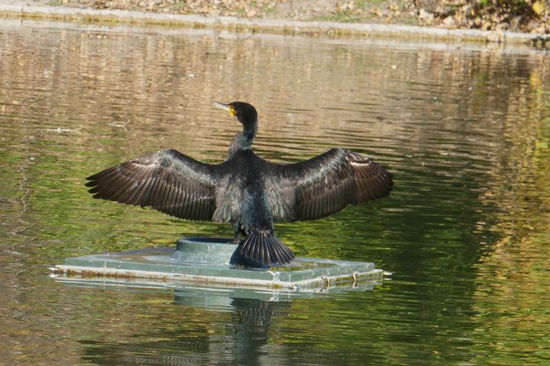le cormoran de Borély sèche ses plumes