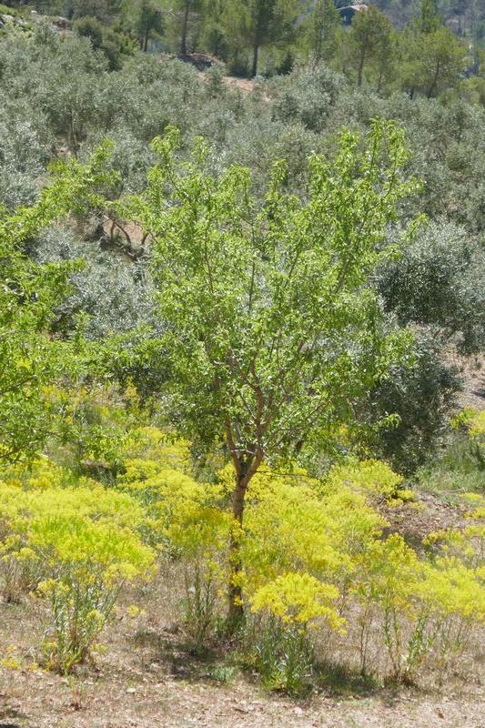 oliveraies et pastels