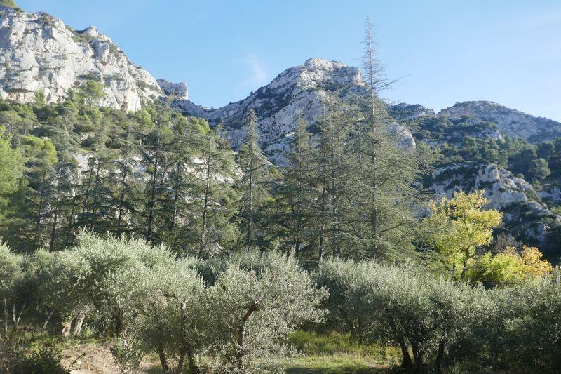 cèdres et oliviers sous les falaises du petit Luberon