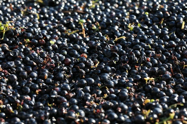 Image d'illustration pour Beaujolais nouveau - bilan des vendanges 2014