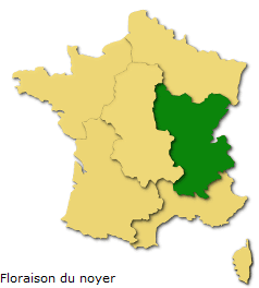 Image d'illustration pour Les pollens de graminées passent à l'offensive !